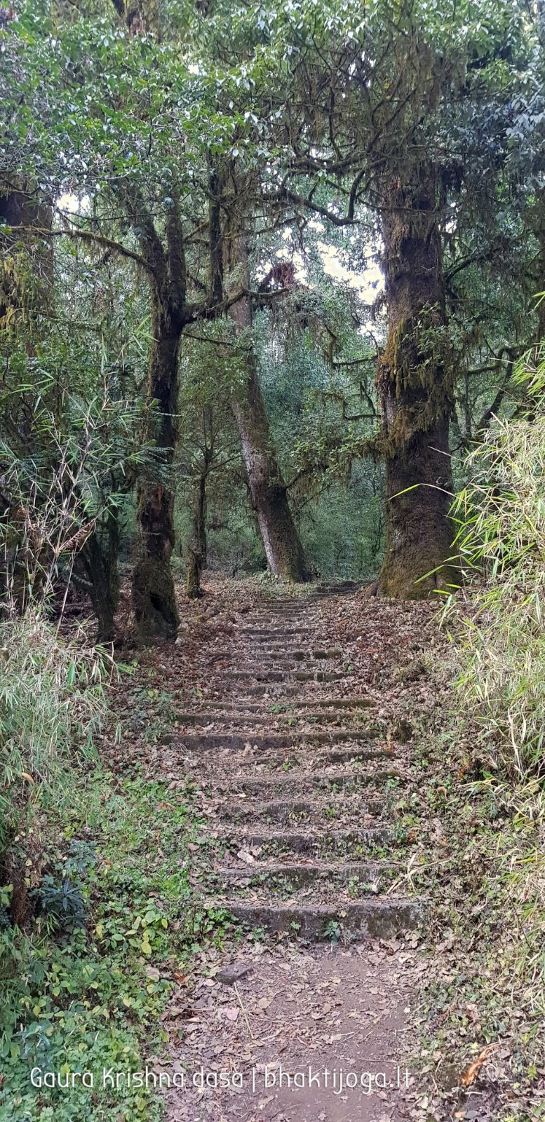  Trees. Shivapuri mountain. Kathmandu. 2019.01.15